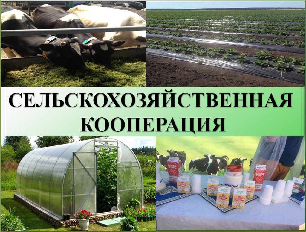 Сельскохозяйственная потребительская кооперация Сельскохозяйственная потребительская кооперация